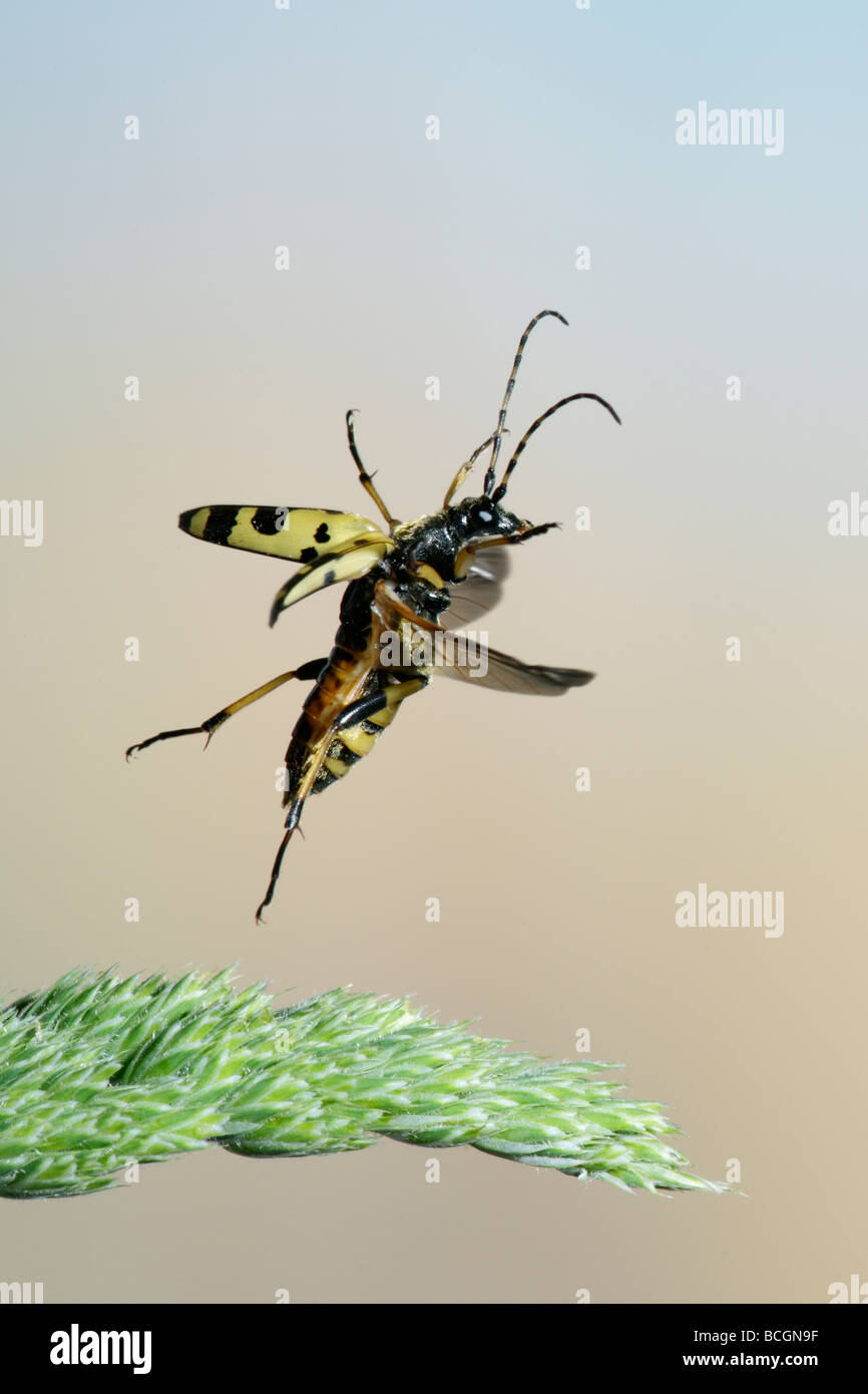 Longhorn beetle Rutpela maculata (Strangalia maculata) Stock Photo