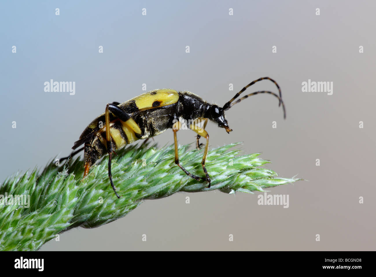 Longhorn beetle Rutpela maculata (Strangalia maculata) Stock Photo