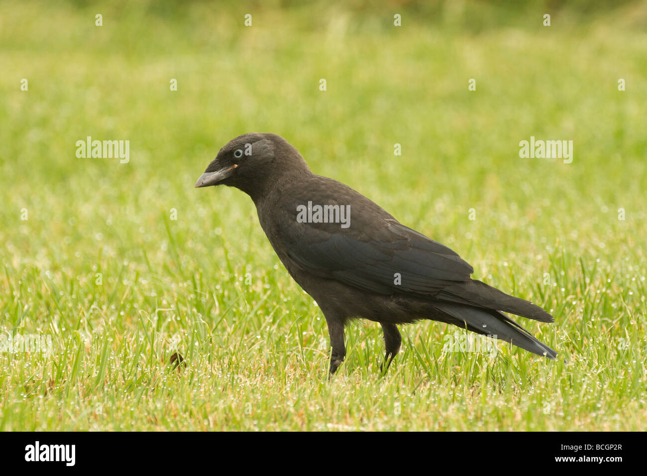 a young jackdaw feeding on grass Stock Photo Alamy