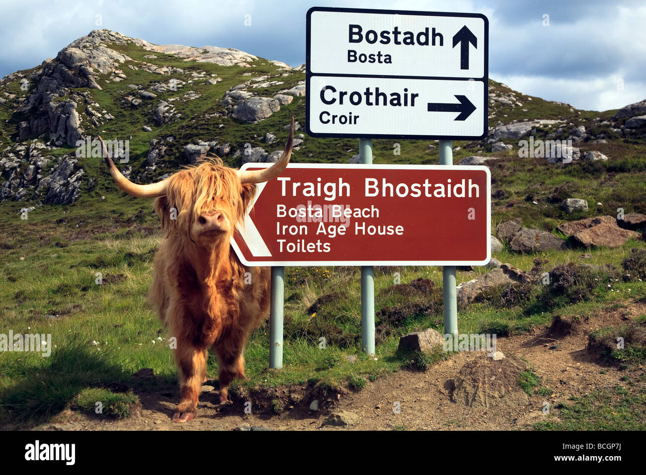 Highland cow beside a road sign near Bostadh Isle of Lewis, Outer Hebrides, western isles, Scotland, UK 2009 Stock Photo