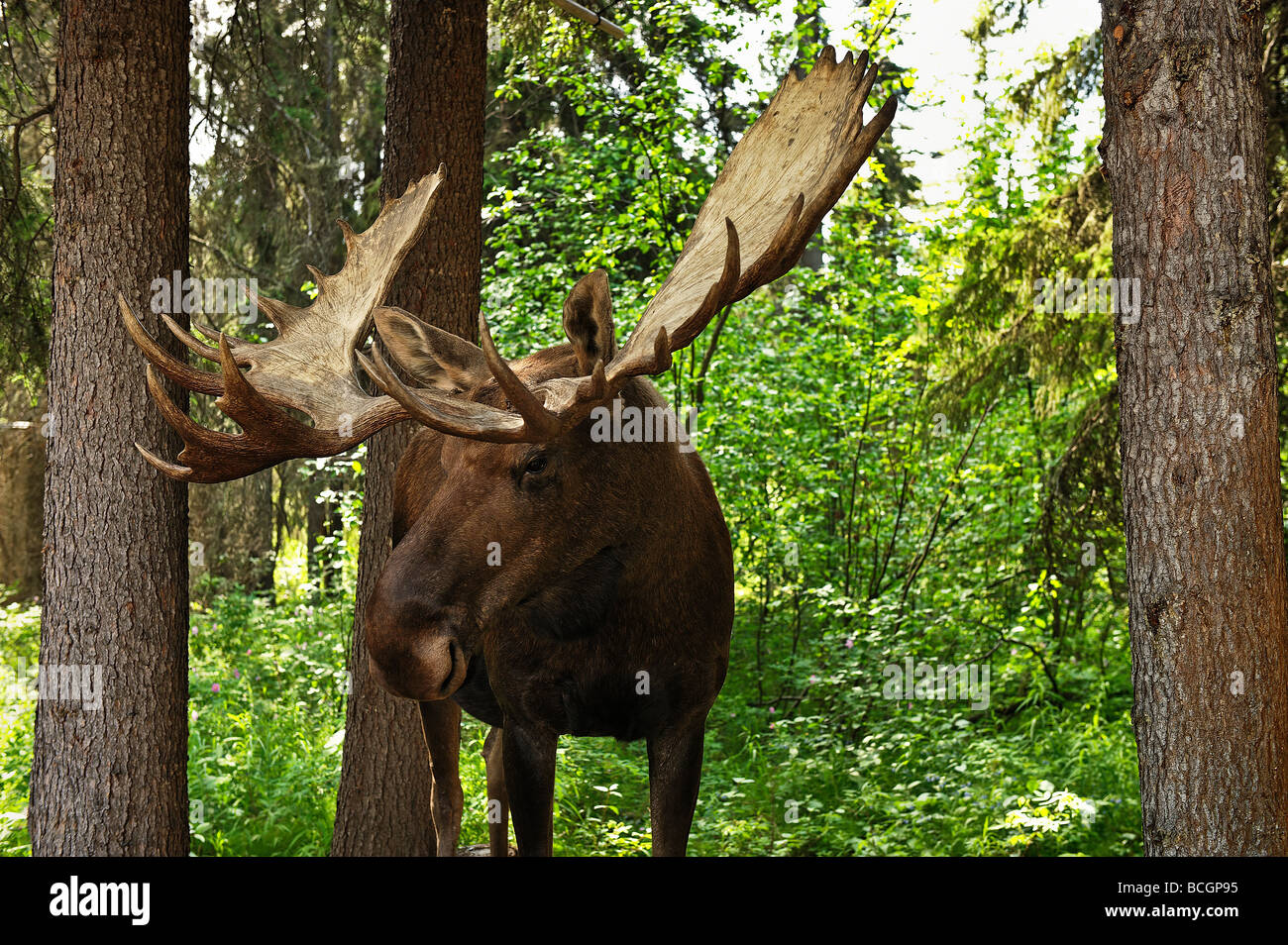 Bull moose Alces Stock Photo