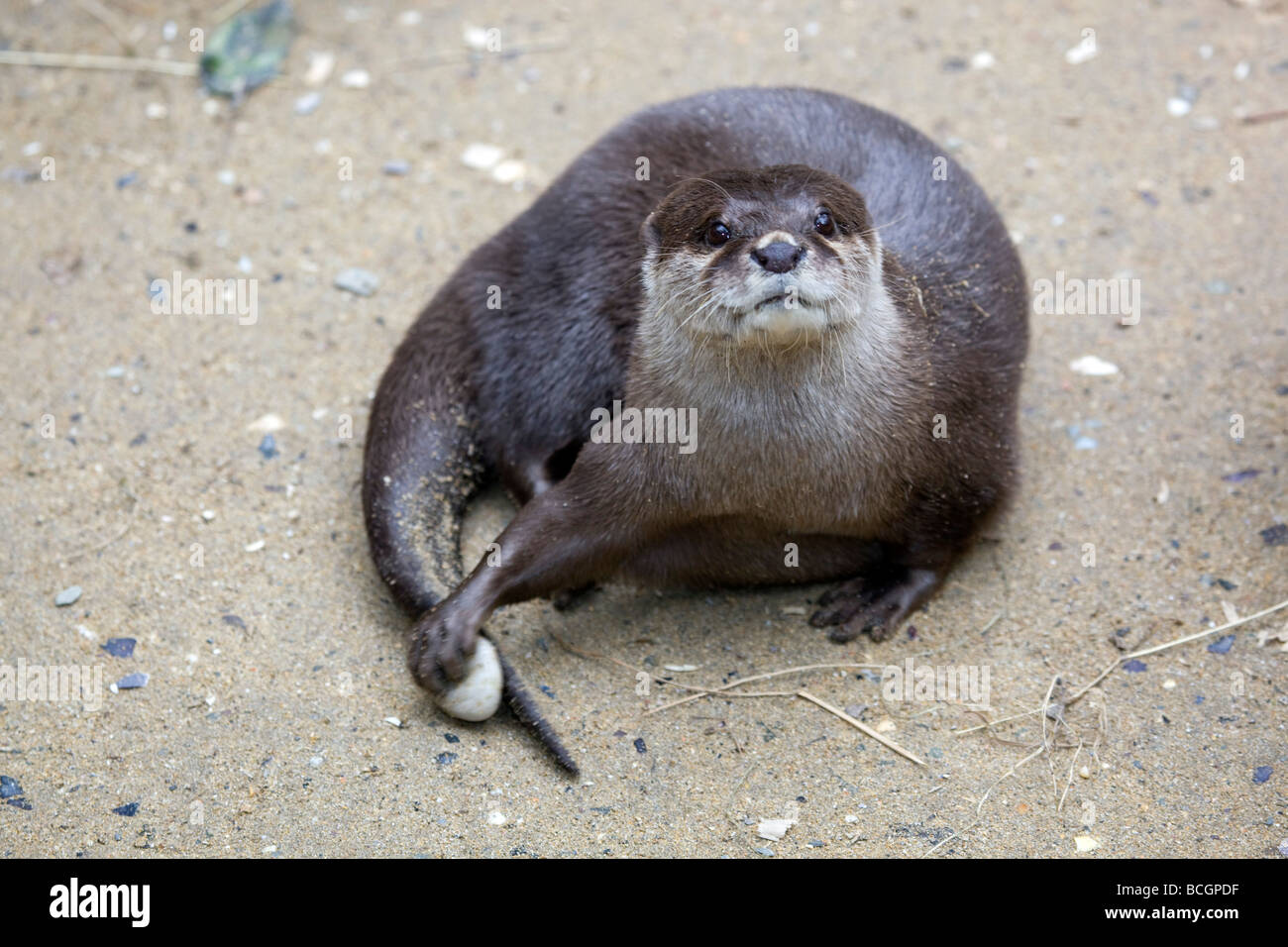 asian short clawed otter captive animal Stock Photo