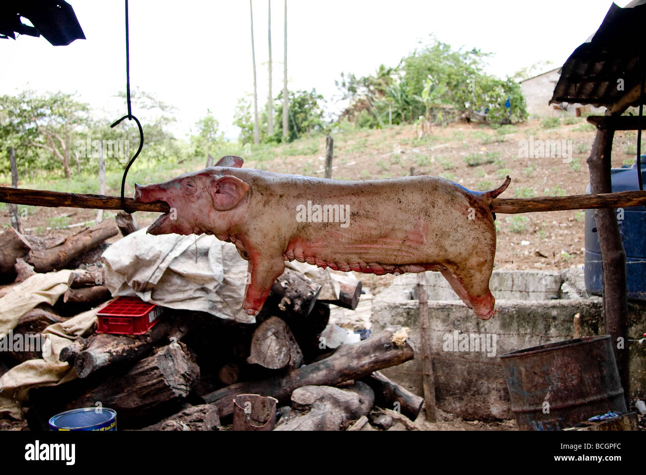 A young pig on a spit roast waiting to be cooked near La Vega Dominican Republic Stock Photo