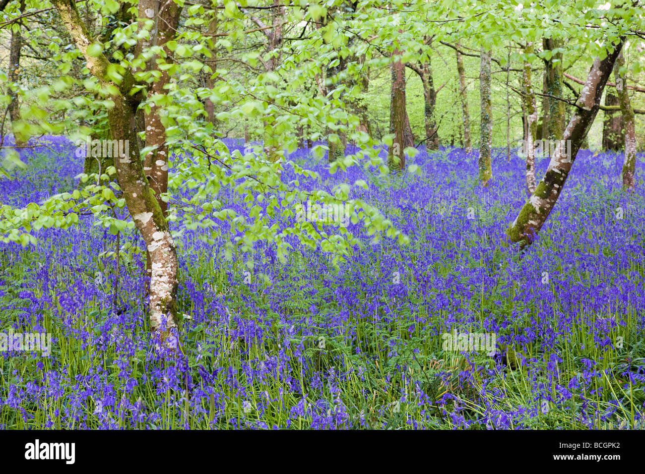 bluebells and beech wood cornwall Stock Photo