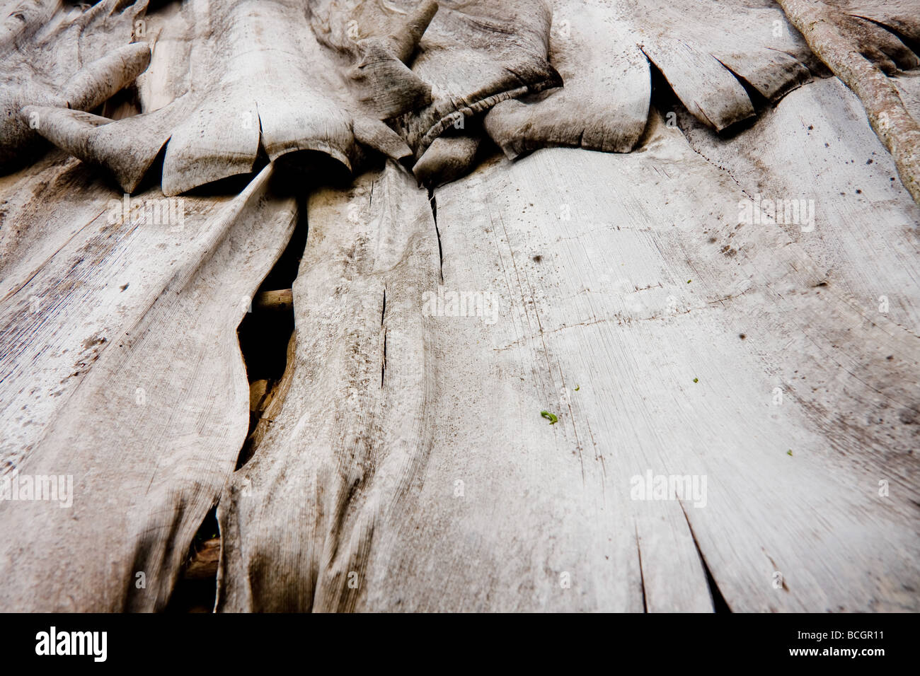 The roof of a house made out of bamboo sheets Nagua Dominican Republic