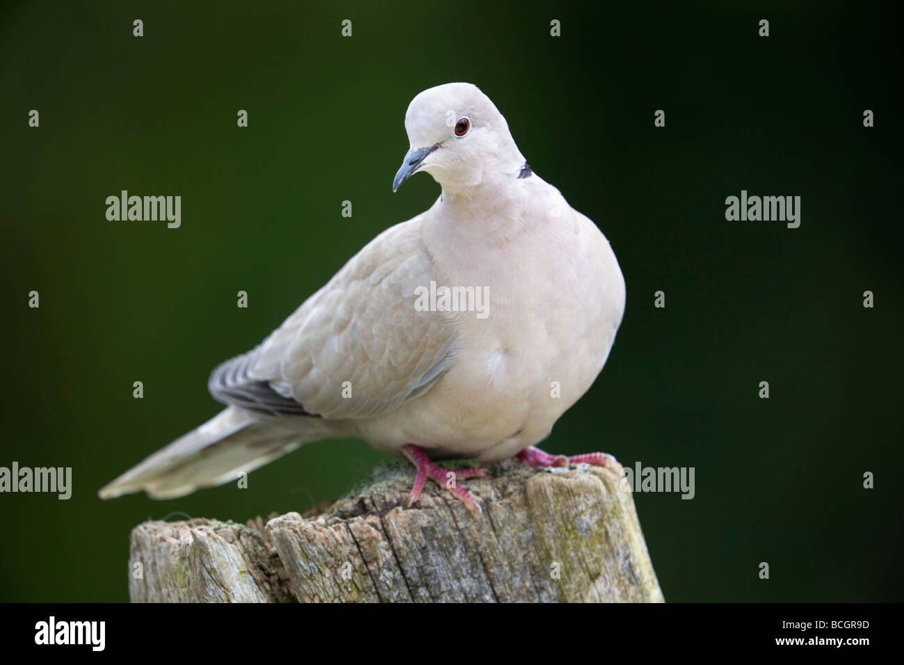 collared dove Steptopelia decaocto on log Stock Photo