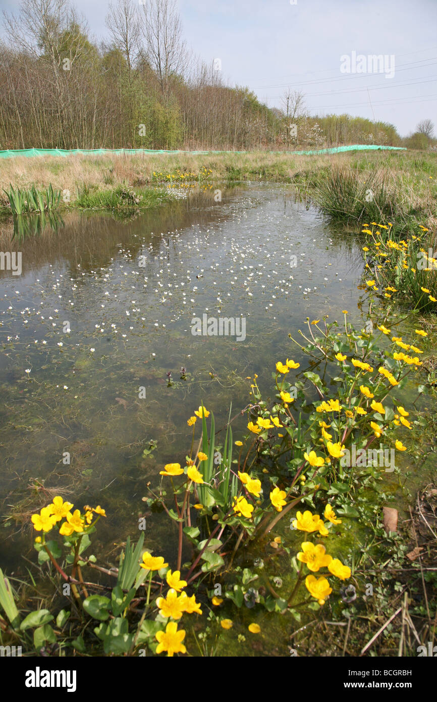 Marsh marigolds (Caltha palustris) flowering by the side of a pool with pond water crowfoot flowers, there is a newt barrier in the background Stock Photo