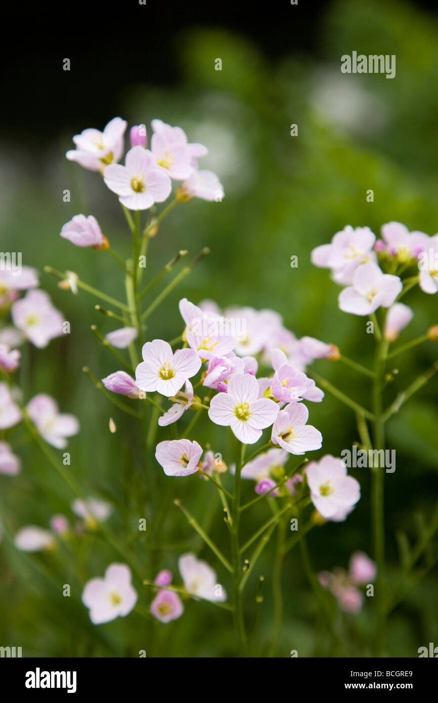 cuckoo flower Cardamine pratensis Stock Photo - Alamy