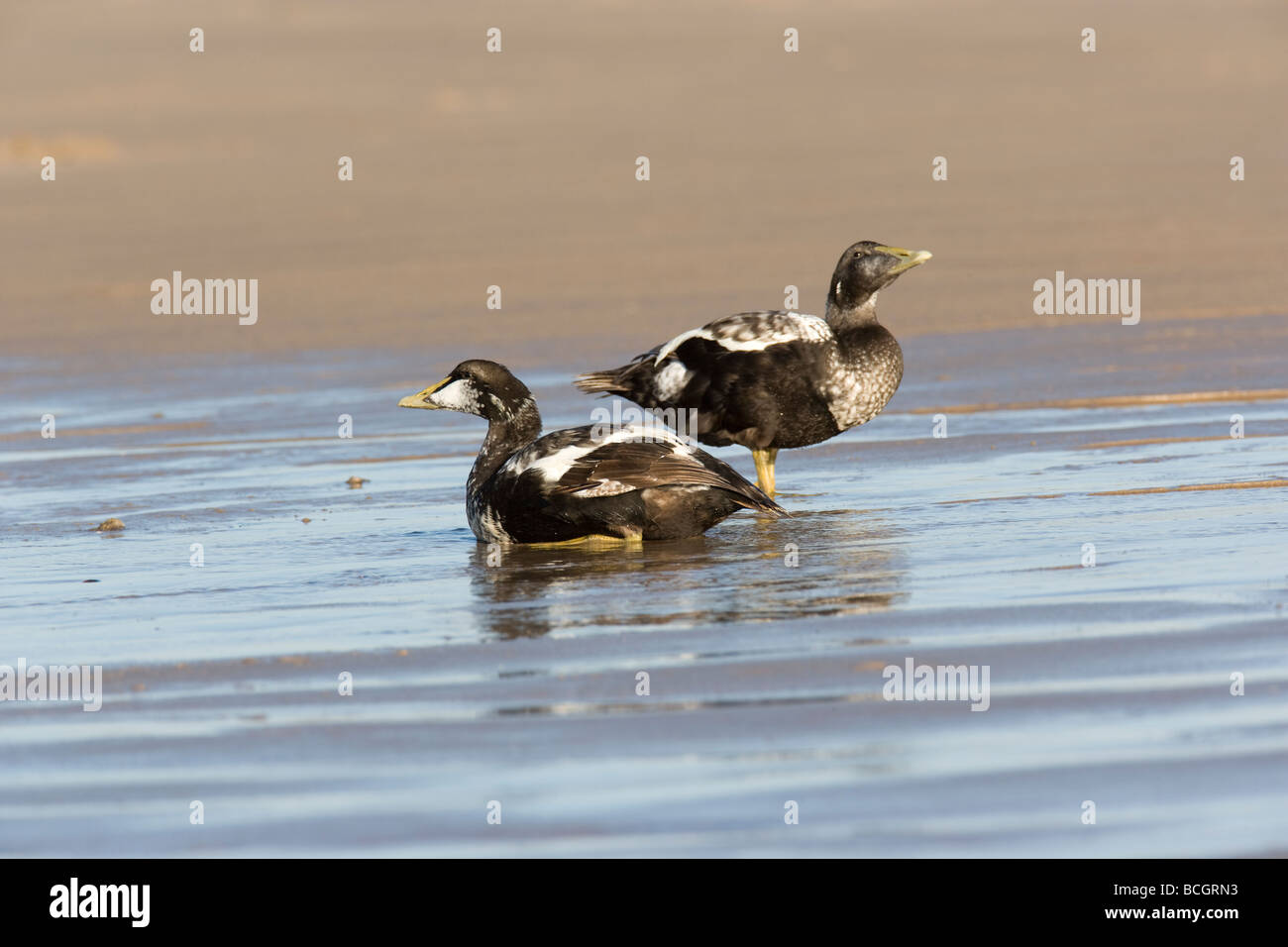 Eider Duck .Somateria mollissima Anatidae Stock Photo