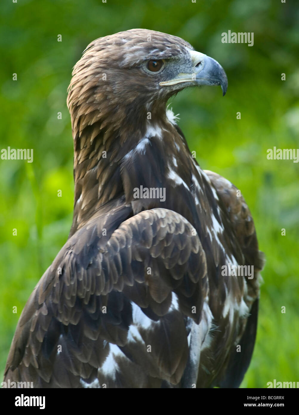 Closeup Of A Female Golden Eagle Aquila Chrysaetos Stock