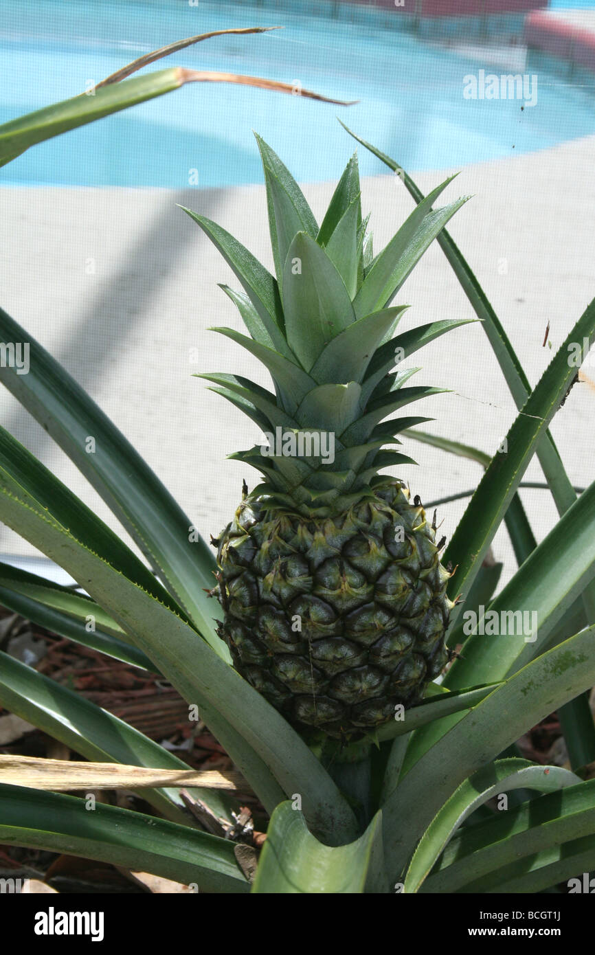 Close up of small pineapple plant, Florida. Bromeliaceae family. Stock Photo