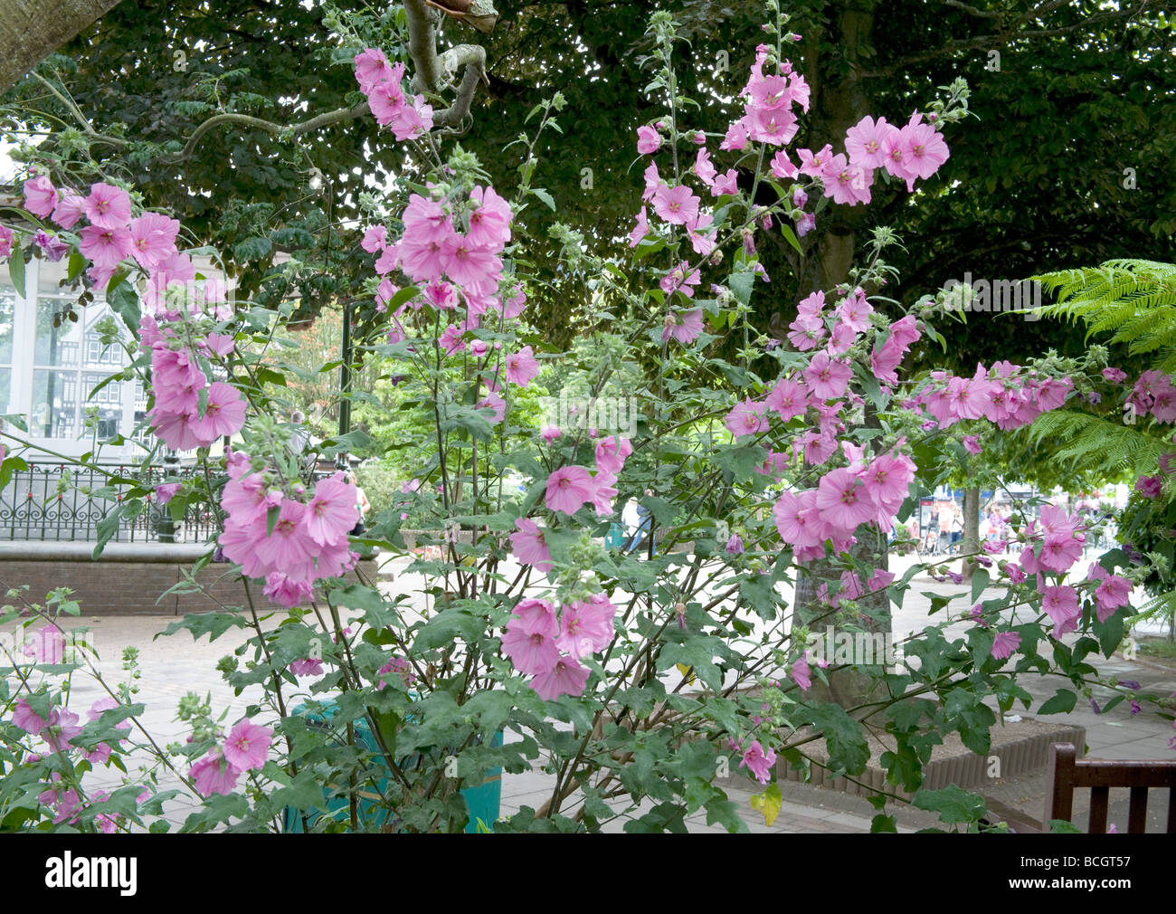 Lavatera cachemiriana Mallow Malvaceae. A flash of colour from these pink trumpet shaped flowers in full bloom. Stock Photo