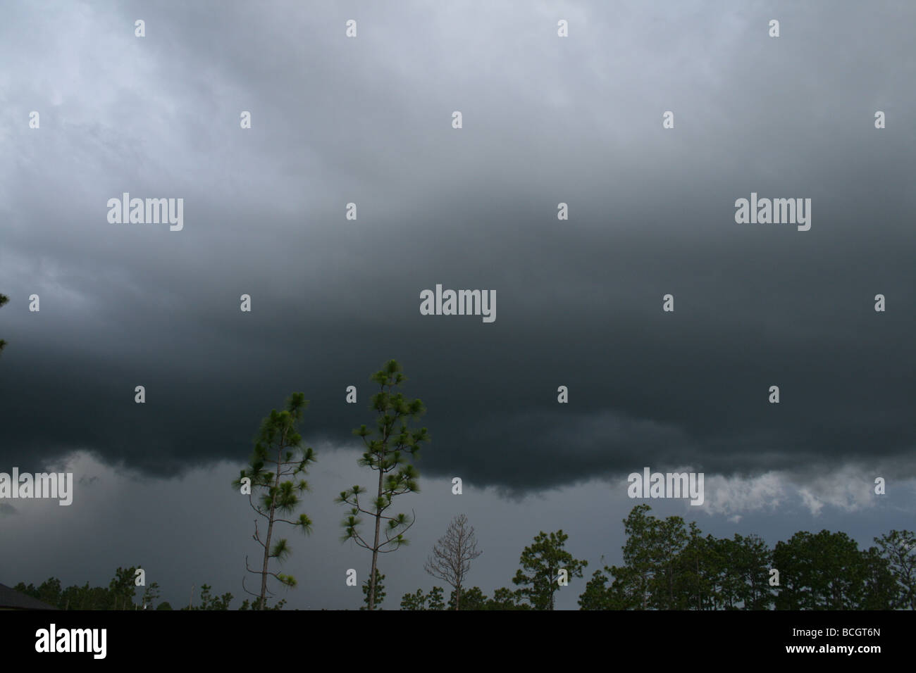 Dark storm clouds moving in over pine trees, Florida. Stock Photo
