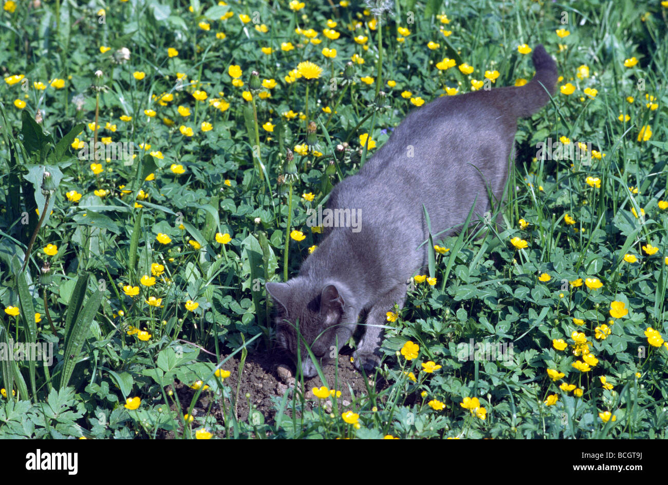 Cat in the hunt Stock Photo - Alamy