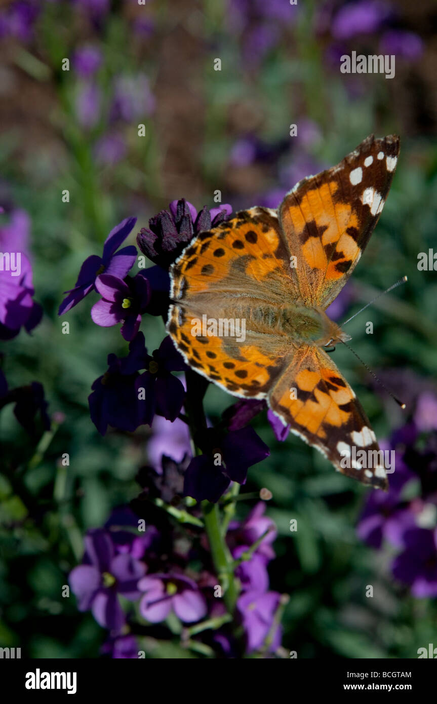 Painted lady butterfly Cynthia cardui West Sussex England UK Stock Photo