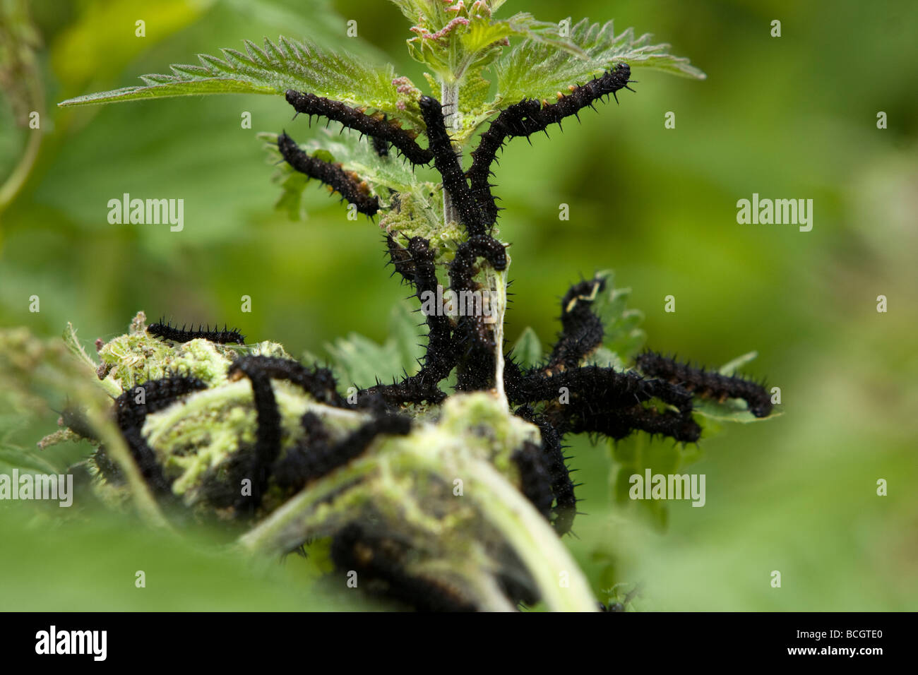 Cluster of peacock caterpillars hi-res stock photography and images - Alamy