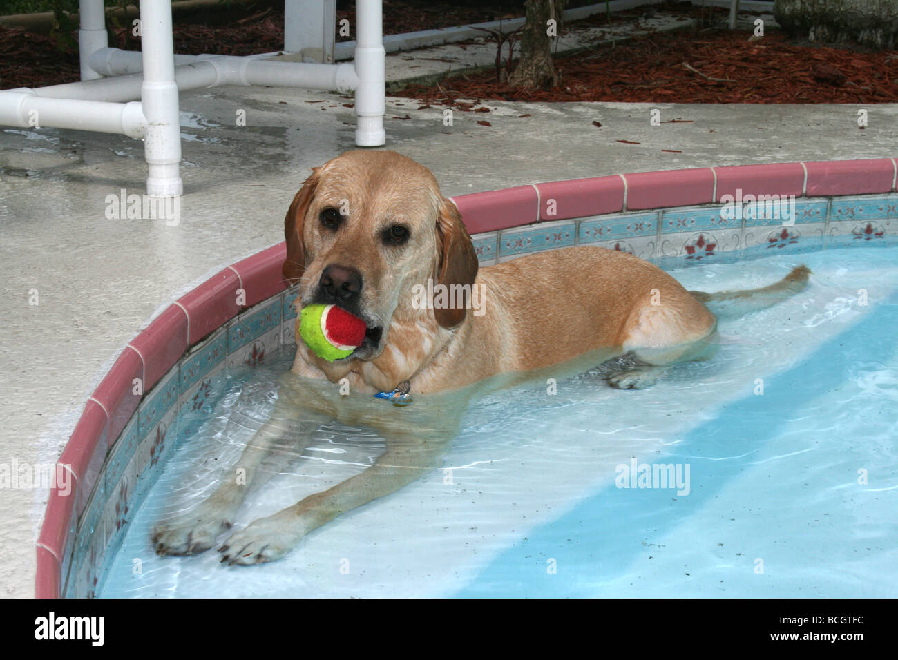 Yellow Labrador Retriever laying on pool steps with ball in her mouth ...