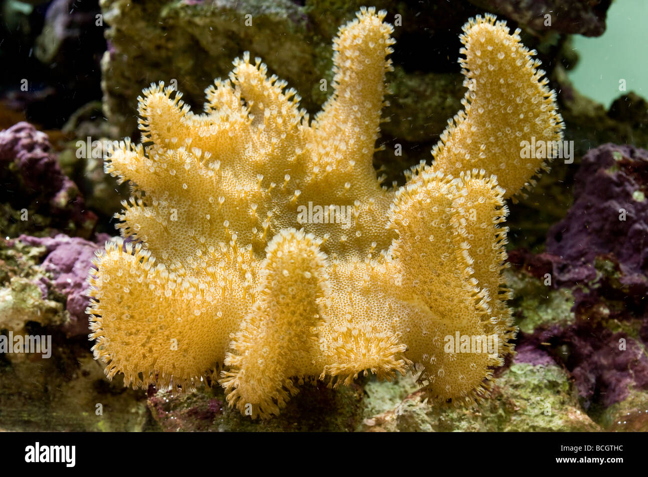 Finger Leather Coral (Sinularia) in Reef Aquarium Stock Photo