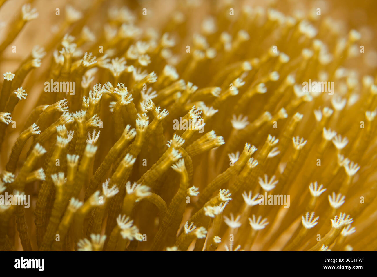 Leather Coral (Sarcophyton) Polyp Close up Stock Photo