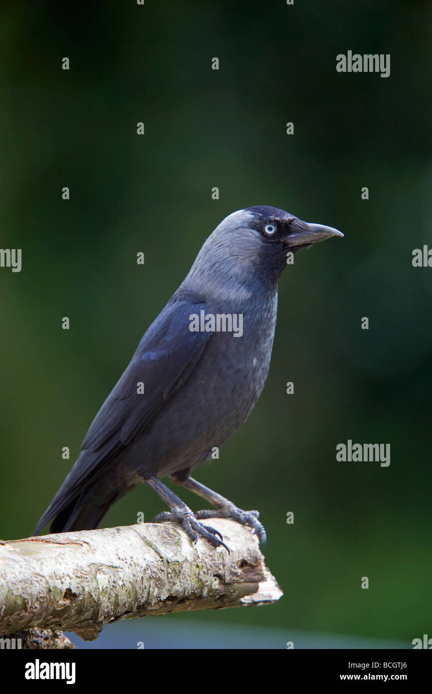 jackdaw Corvus monedula portrait Stock Photo