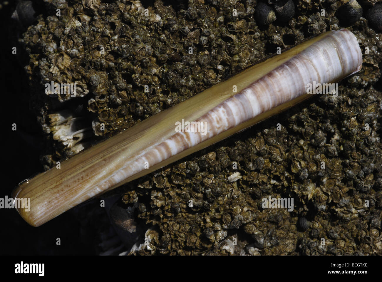 Pod Razor Shell Stock Photo - Alamy