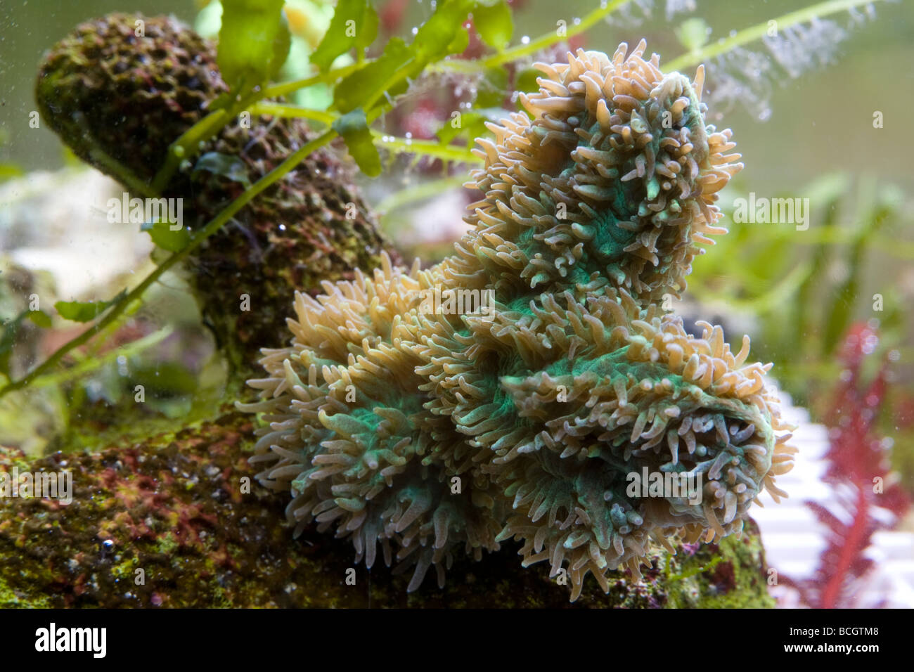 Fragment of Hydnophora exesa coral in aquarium Stock Photo