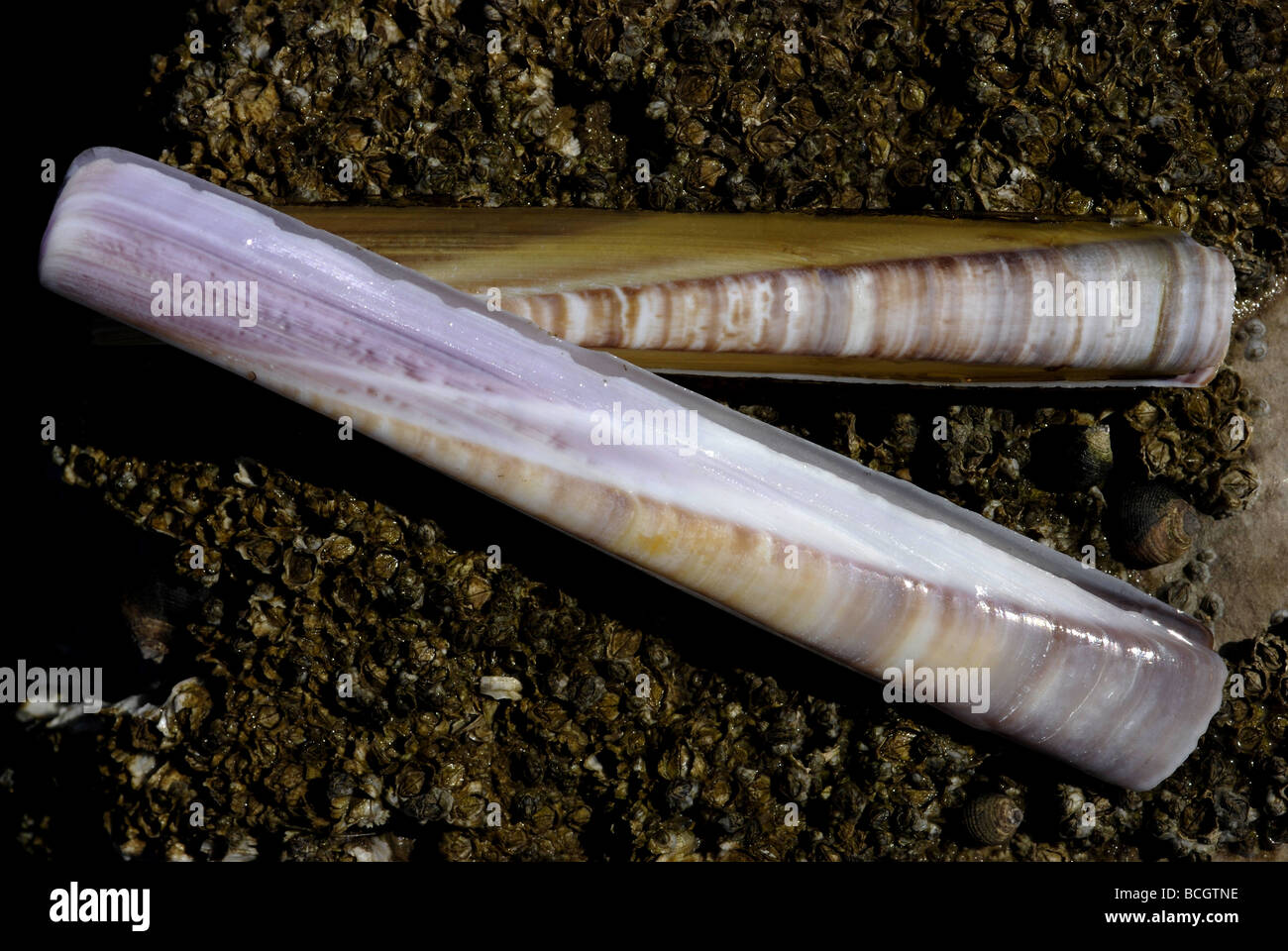 Pod Razor Shell Stock Photo - Alamy