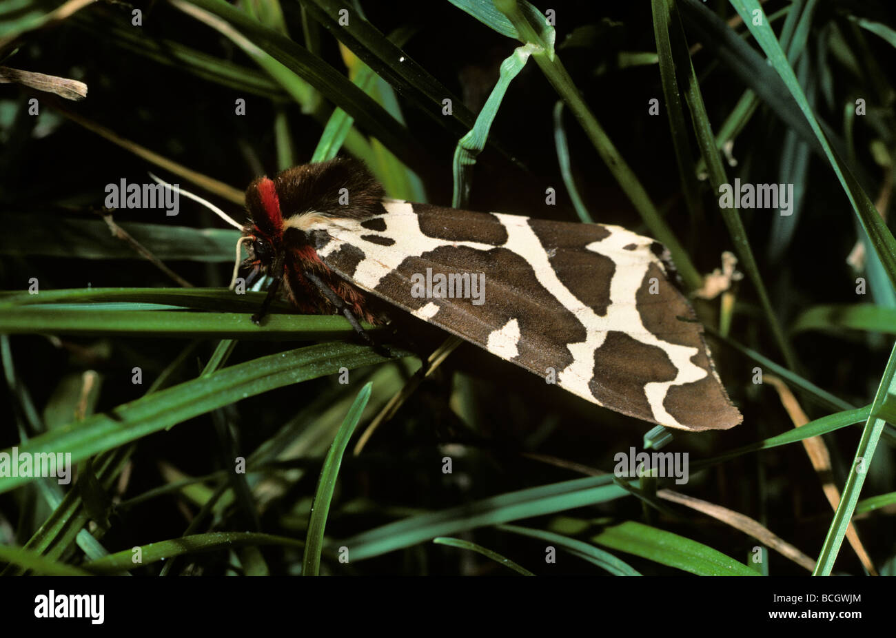 Garden tiger moth Arctia caja Arctiidae warningly coloured UK Stock Photo