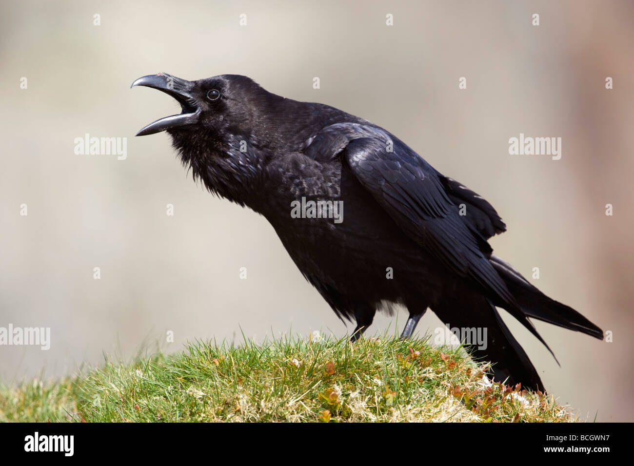 Ravane hi-res stock photography and images - Alamy