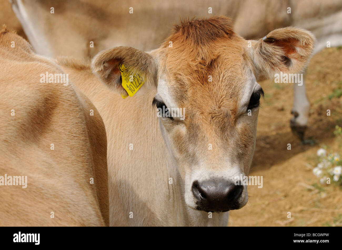 Portrait of a Jersey calf Stock Photo - Alamy