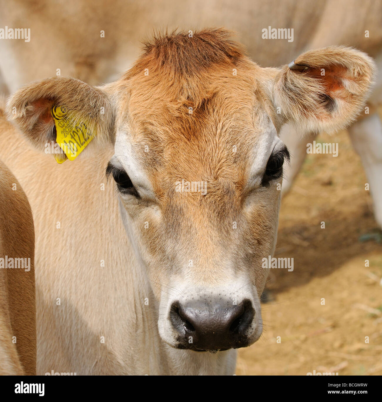 Cute Jersey cow calf close up Stock Photo - Alamy