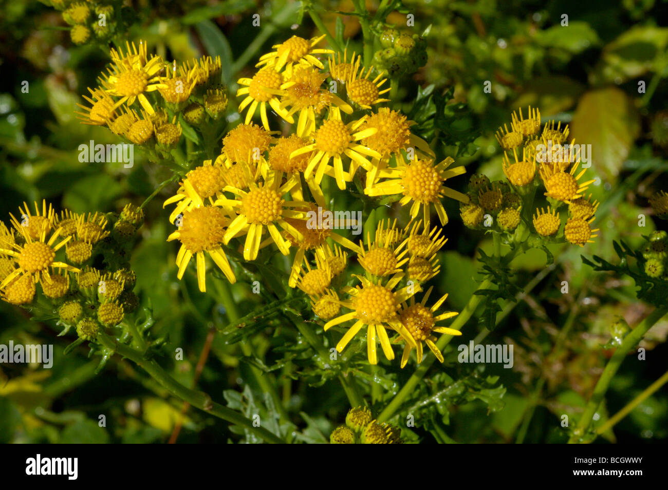 Common ragwort Senecio jacobaea Asteraceae UK Stock Photo