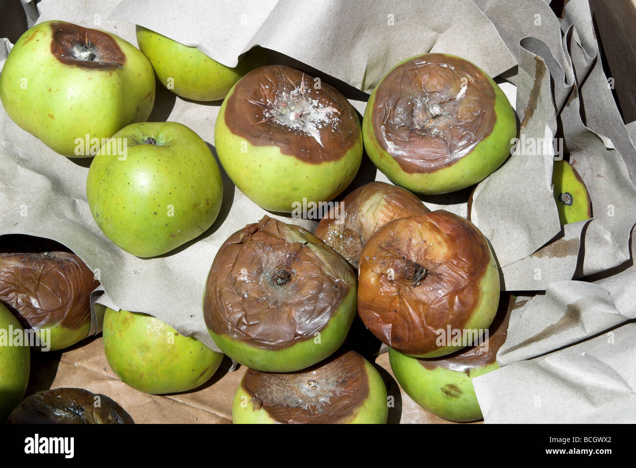 Apples rotting in box Stock Photo - Alamy