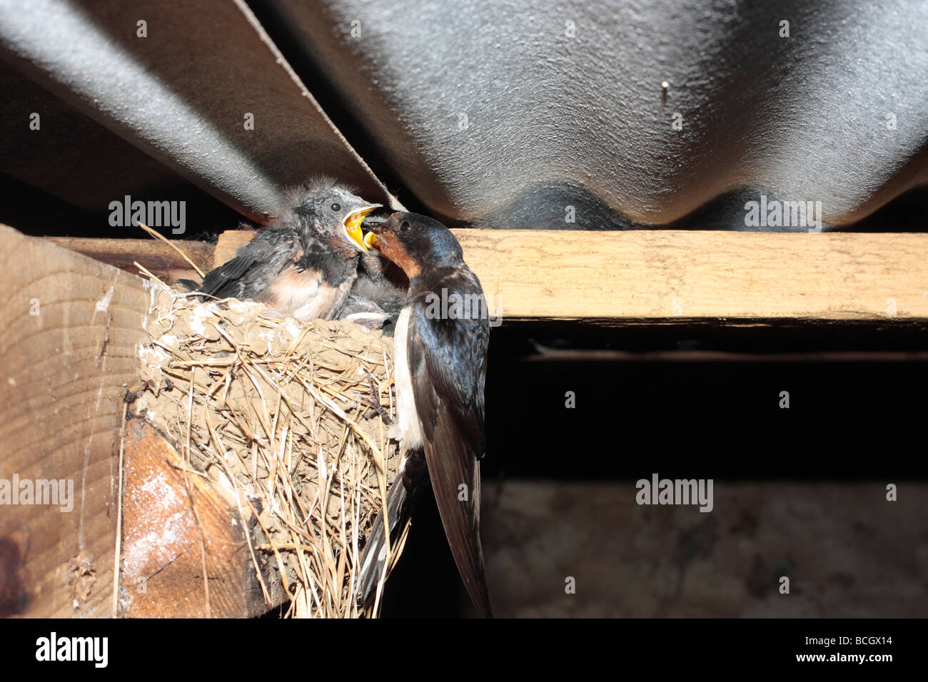 Barn Swallow Stock Photo