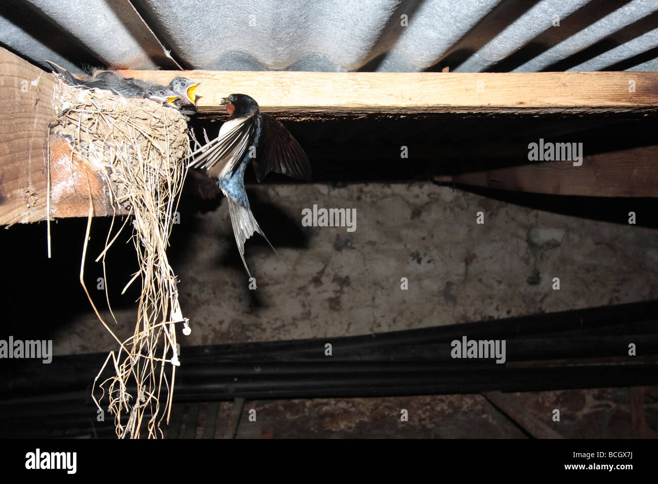 Barn Swallow Stock Photo