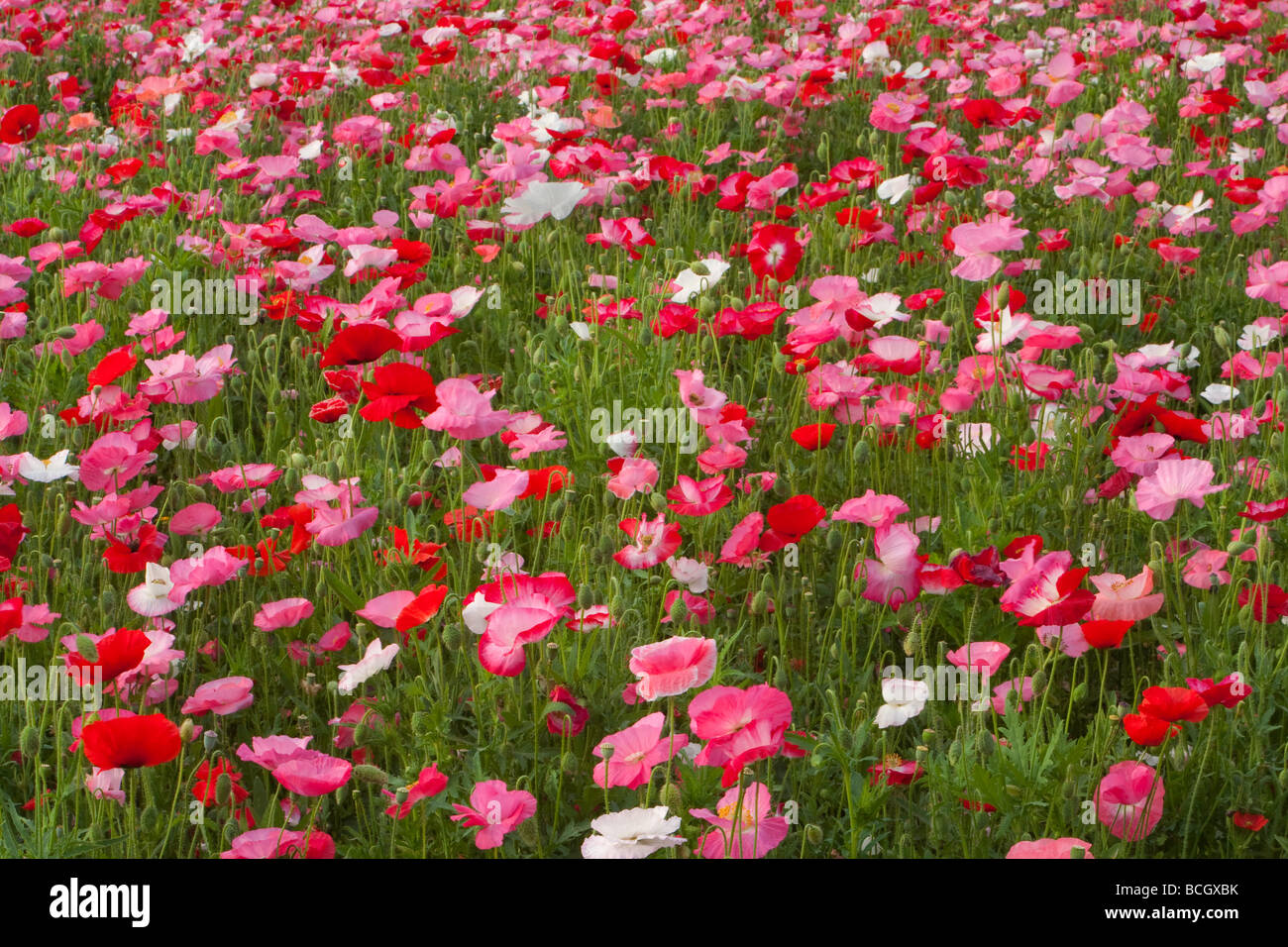 Poppies field hi-res stock photography and images - Alamy