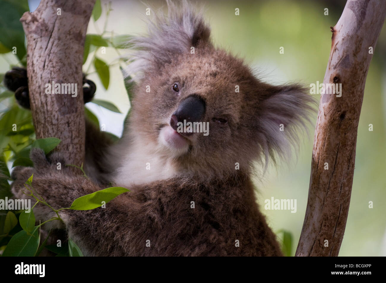 Koala Bear (Phascolarctos cinereus) in a zoo Stock Photo