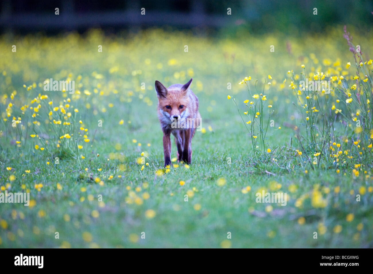 cute, pretty fox in a field of wild flowers in summertime in the english countryside, Essex, England Stock Photo