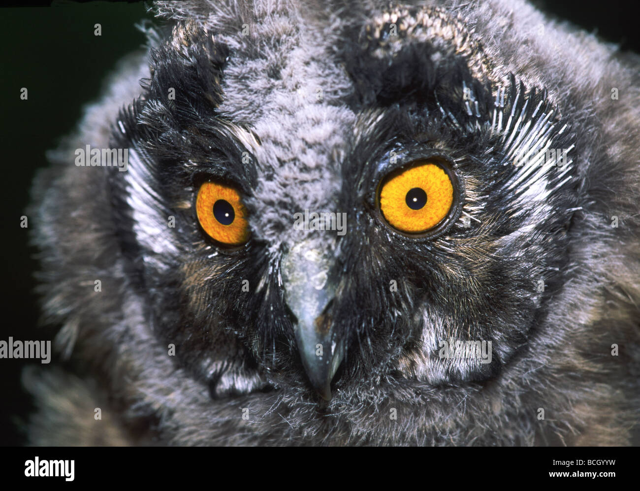 A young owl being hand reared after it was picked-up from the ground ...