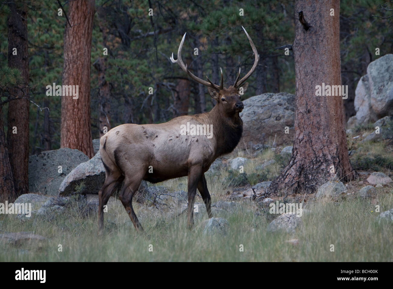 Elk bugling in Estes Park, Colorado in the fall Stock Photo Alamy