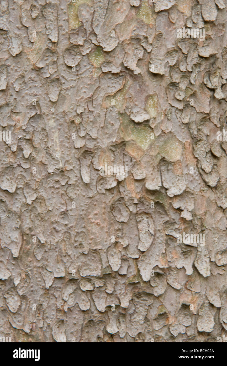 Chilgoza Pine (Pinus gerardiana) close up of bark native to the NW Himalaya eastern Afghanistan, Pakistan, NW India Stock Photo