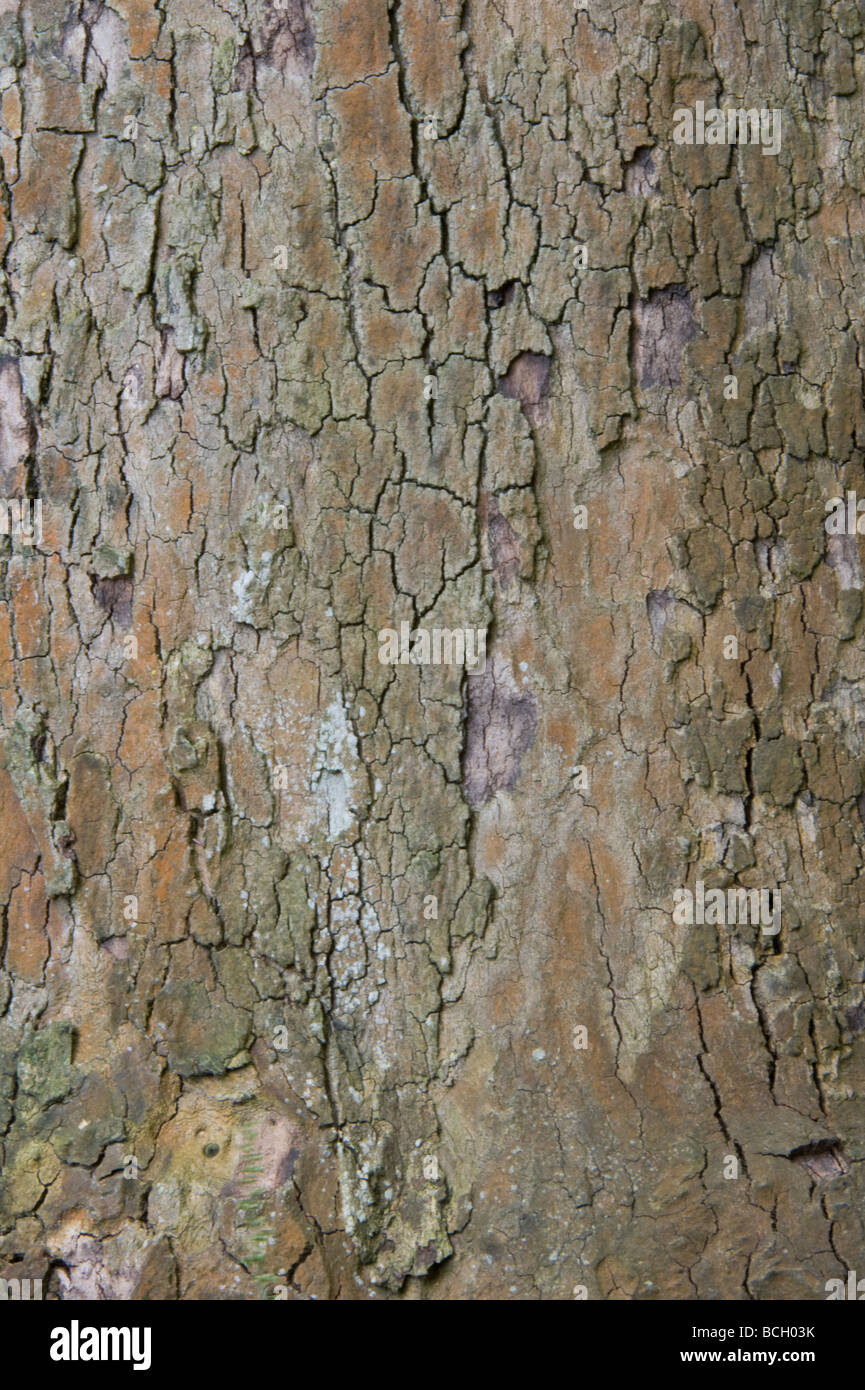 Platanus x acerifolia Cantabrigiensis close up of bark garden origin Stock Photo