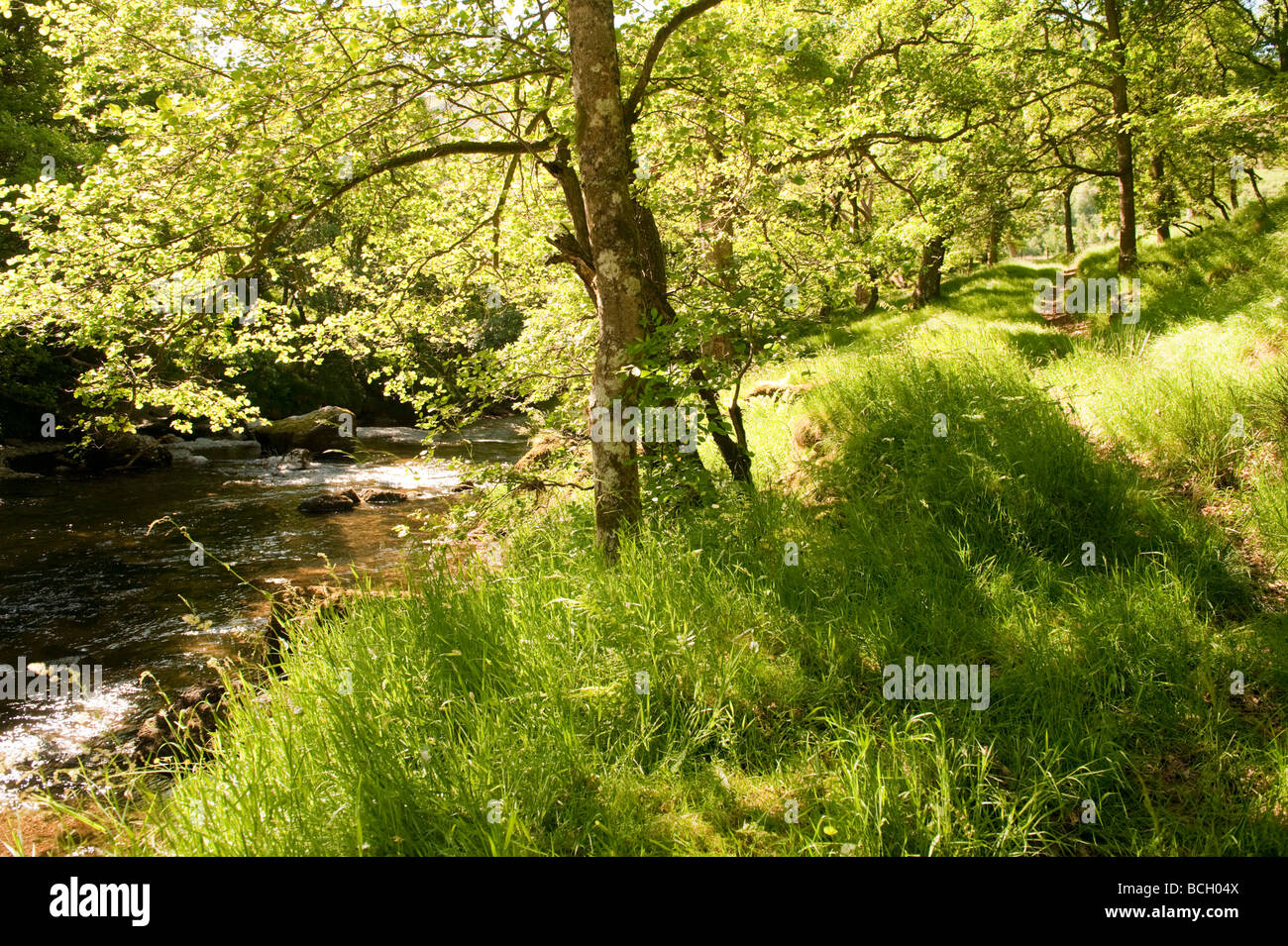 Oak woodland on a Summer morning on the banks of the River Wye rural Powys Mid Wales UK Stock Photo