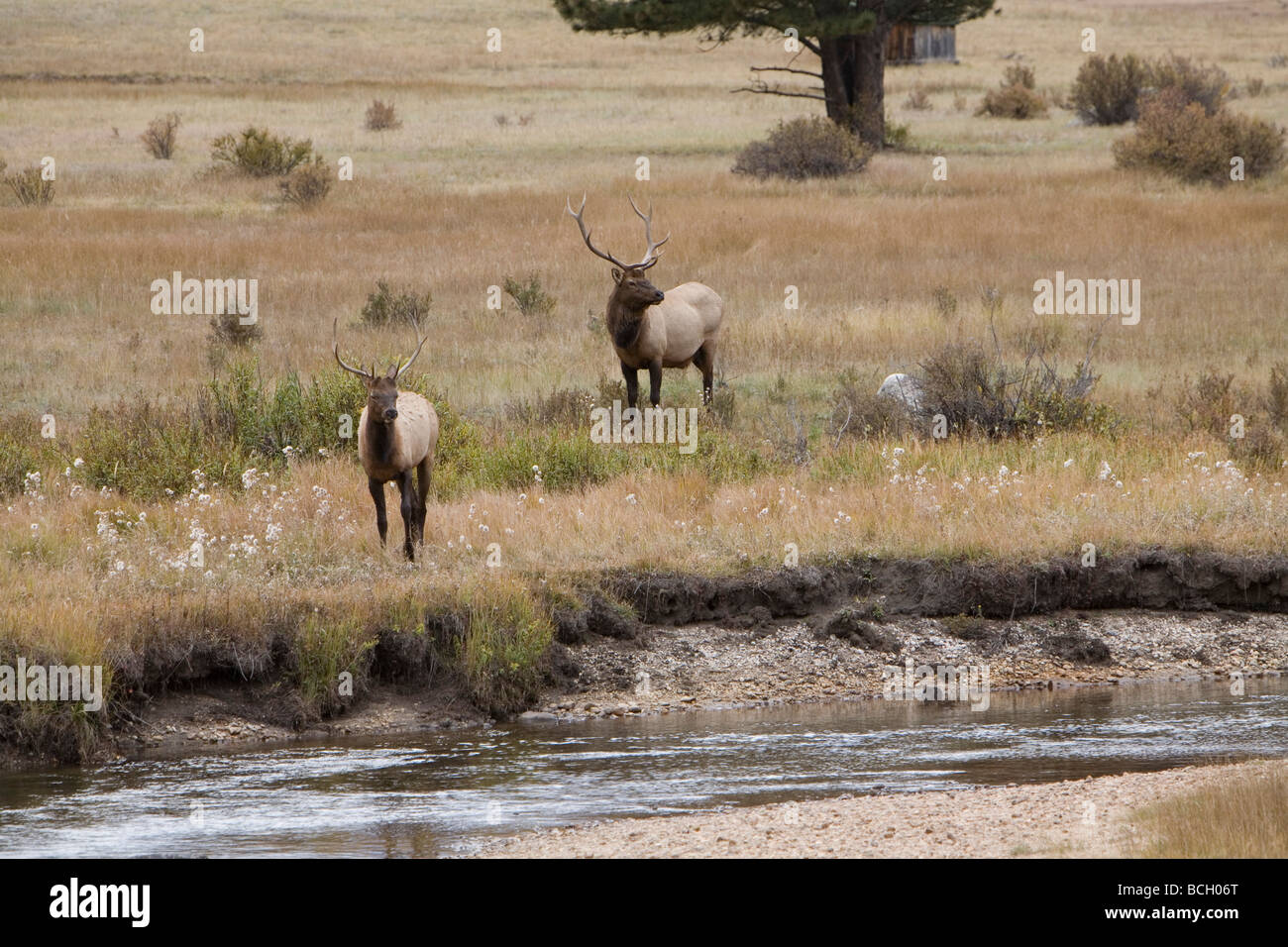 Elk bugling in Estes Park, Colorado in the fall Stock Photo Alamy