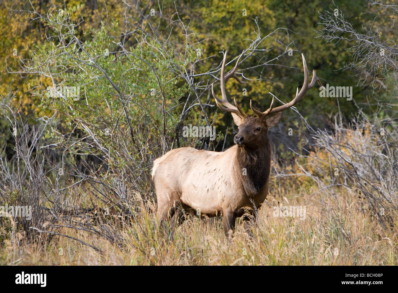 Elk bugling in Estes Park, Colorado in the fall Stock Photo Alamy