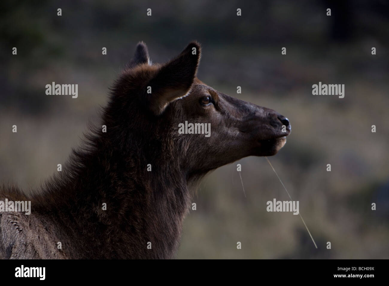 Elk bugling in Estes Park, Colorado in the fall Stock Photo Alamy