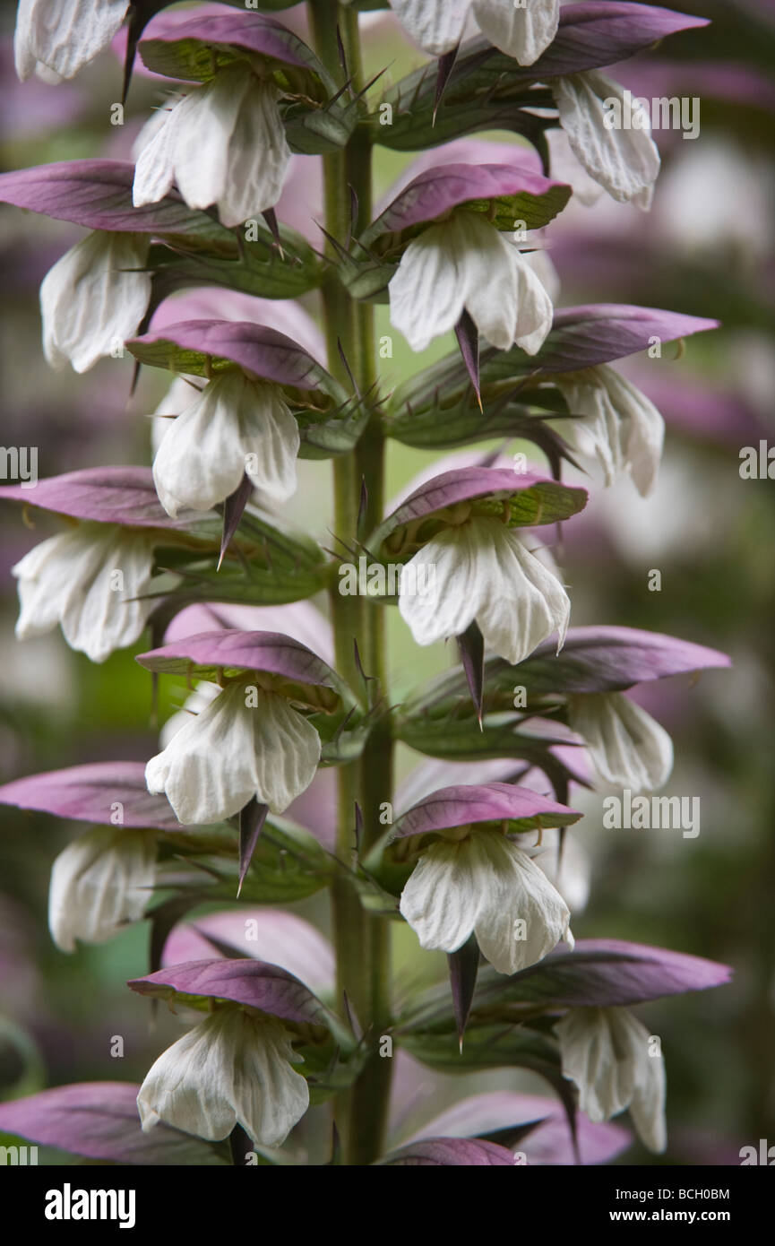 Spiny bear's breeches (Acanthus spinosus) flower spike garden Cambridgeshie England UK Europe July Stock Photo