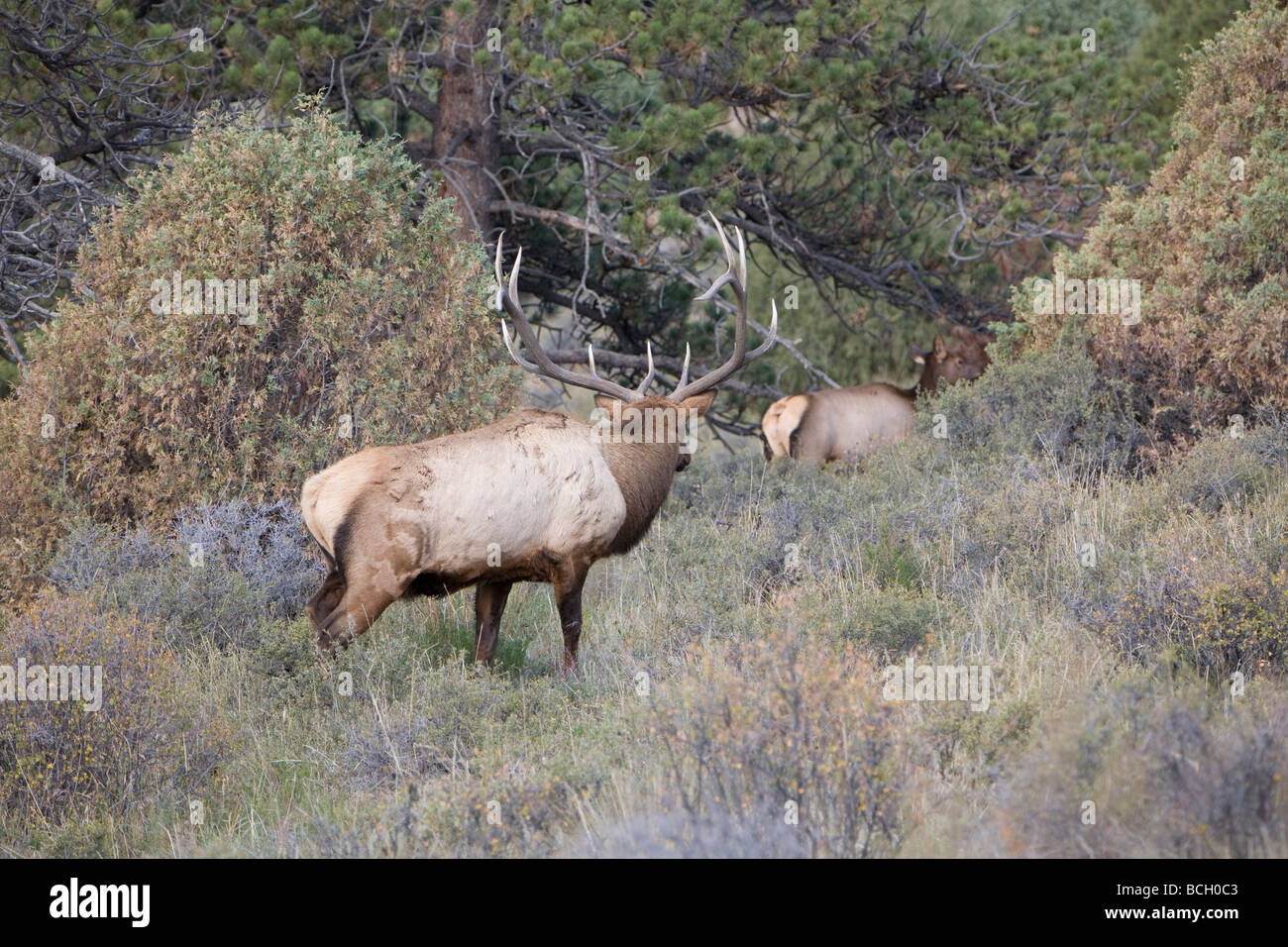 Elk bugling in Estes Park, Colorado in the fall Stock Photo Alamy