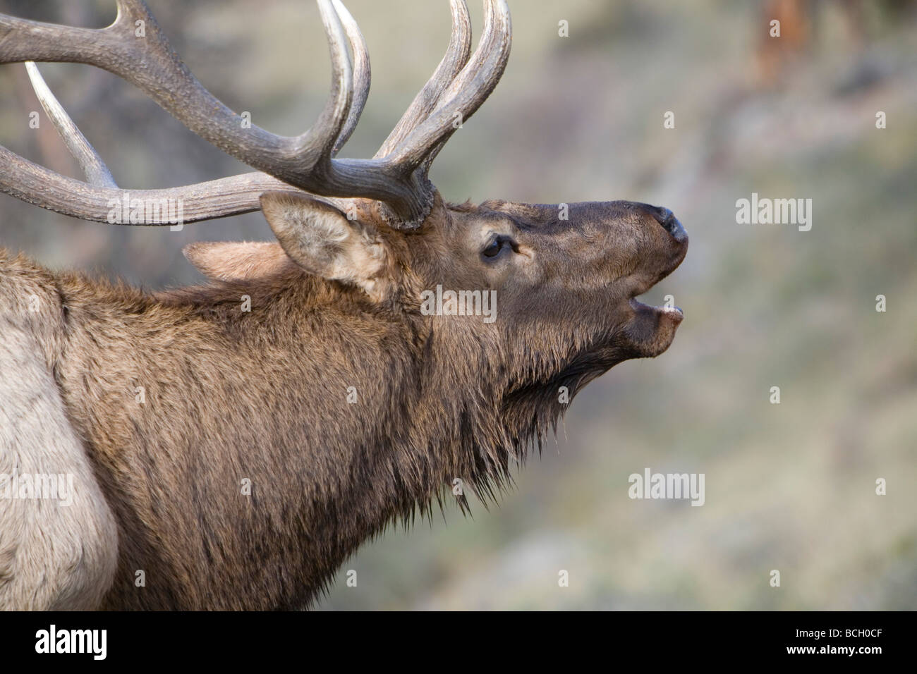 Elk bugling in Estes Park, Colorado in the fall Stock Photo Alamy