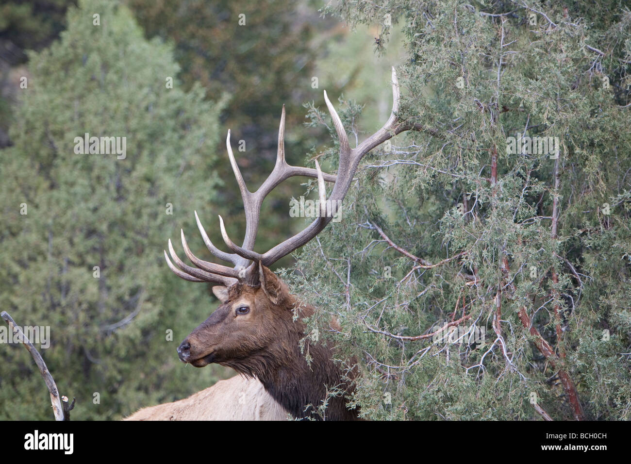 Elk bugling in Estes Park, Colorado in the fall Stock Photo Alamy